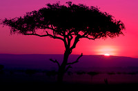 Sunset Acacia Tree, Africa