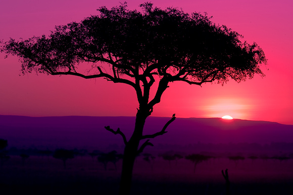 Sunset Acacia Tree, Africa