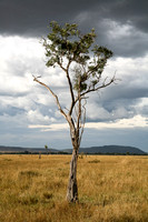 Lone Tree, Masai Mara