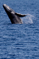 Maui Whales 2009