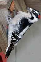 2011_11_25 Woodpecker Geneva Home