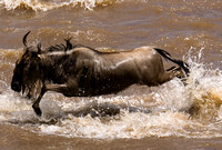 Wilderbeest Over The Mara River