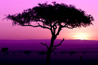 Sunset Masai Mara
