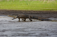 Alligator, Florida