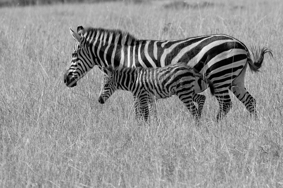 Mother And Baby Zebra Masai Mara