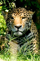 Excaret, Leopard, Mexico