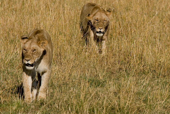 Lions Hunting Masai Mara