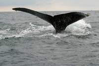 Whale Tail, Peurto Vallarta