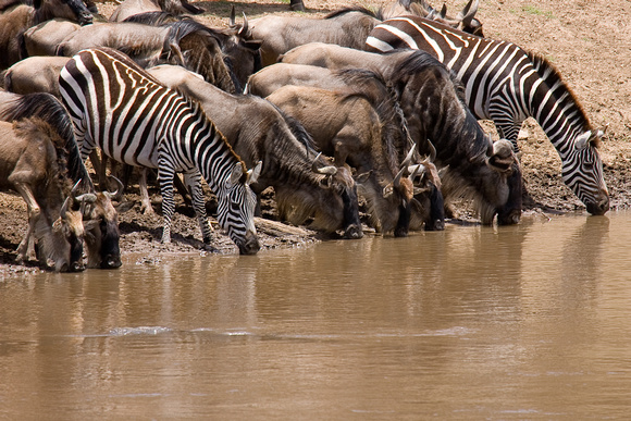 Drinking From The Mara