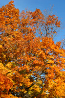 Fall Leaves, Fayette, Iowa