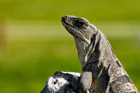 Tulum, Iguana, Mexico