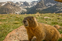 Rocky Mountain Wildlife