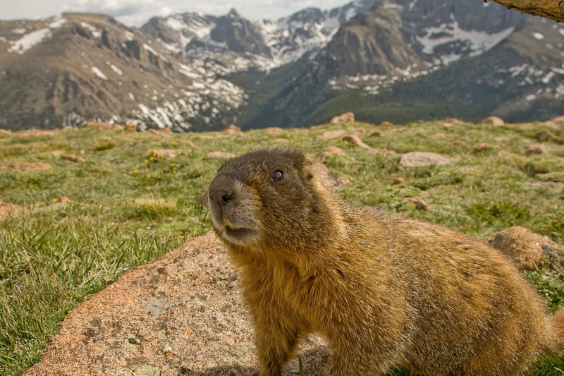 Scott Lebin Photography Animals Rocky Mountain Wildlife