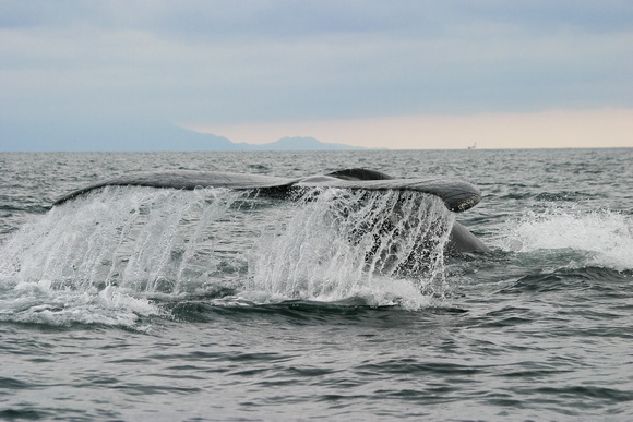 Whale Tail, Peurto Vallarta