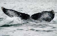 Whale Tail, Peurto Vallarta