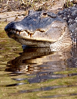 Alligator, Florida