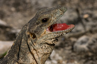 Iguana, Cancun, Mexico