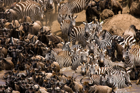 Zebras & Wildebeests